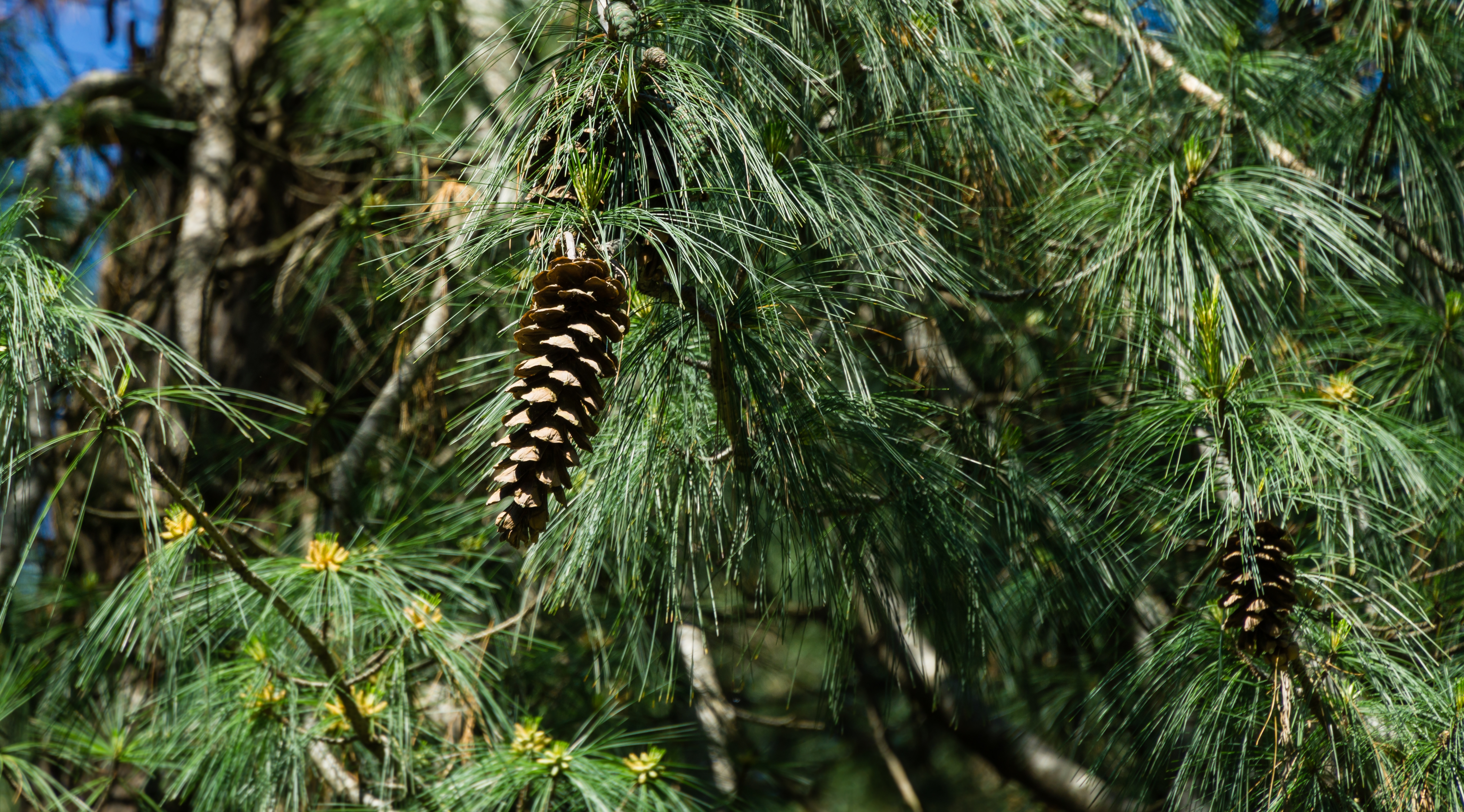 Pinus wallichiana
